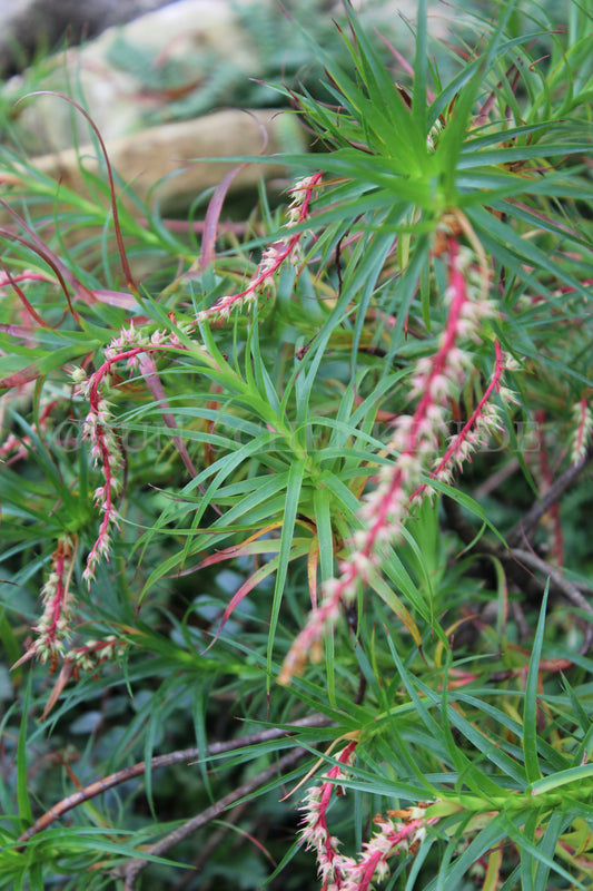 Dracophyllum secundum