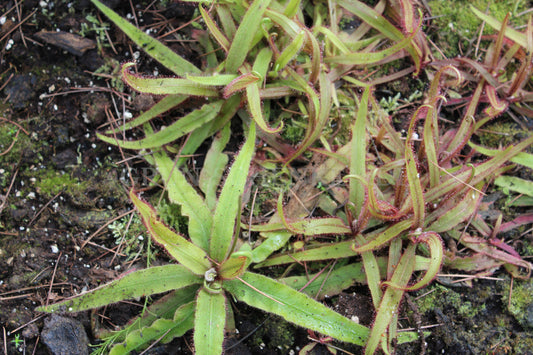 Drosera adelae - Queensland Sonnentau