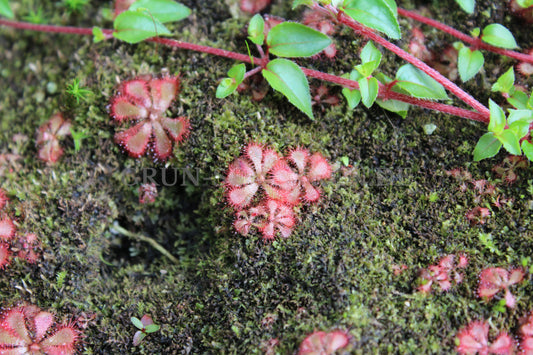 Drosera aliciae