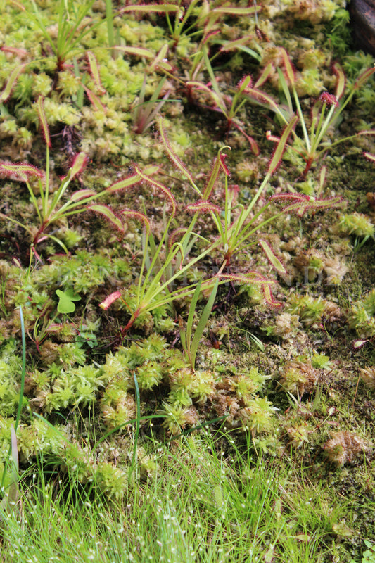 Drosera capensis - Kap-Sonnentau