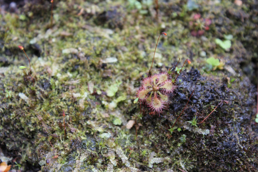 Drosera spatulata