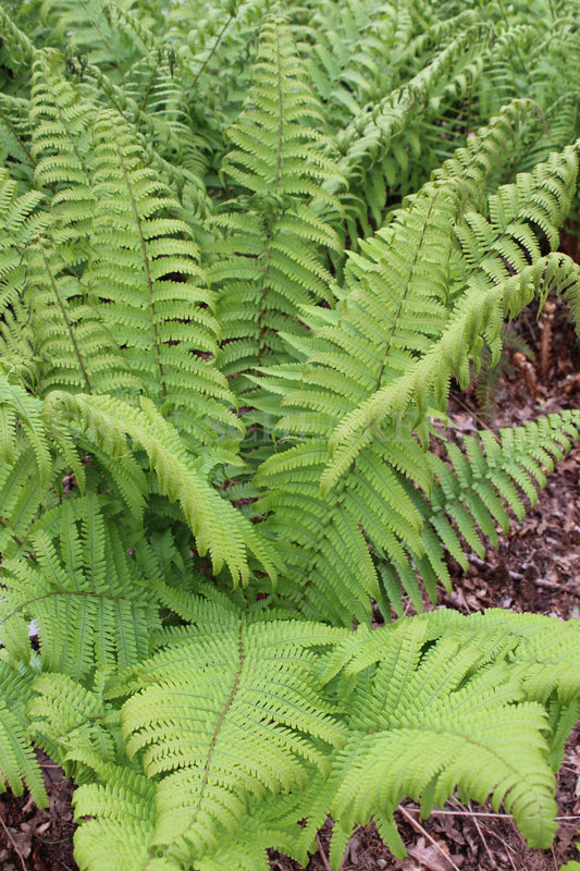 Dryopteris laeta