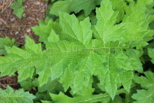 Echinops exaltatus - Drüsenlose Kugeldistel