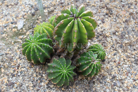 Echinopsis oxygona