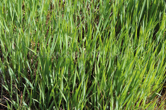 Elymus repens - Quecke