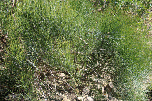 Ephedra nebrodensis - Nebroden-Meerträubel