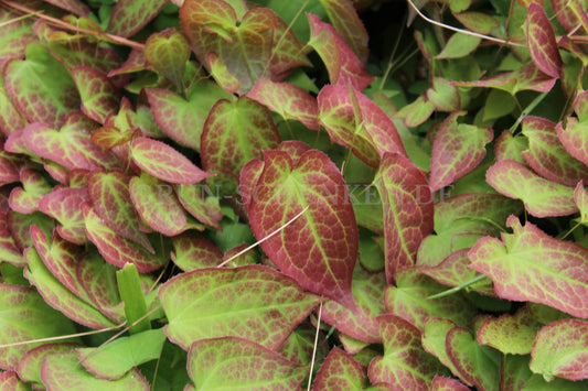 Epimedium alpinum - Alpen-Elfenblume