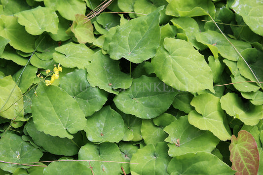 Epimedium perralderianum - Algerische Elfenblume