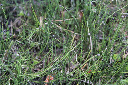 Equisetum variegatum - Bunter Schachtelhalm