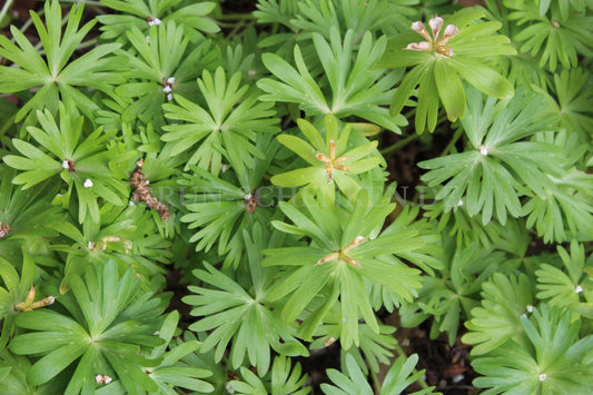 Eranthis hyemalis - Winterling