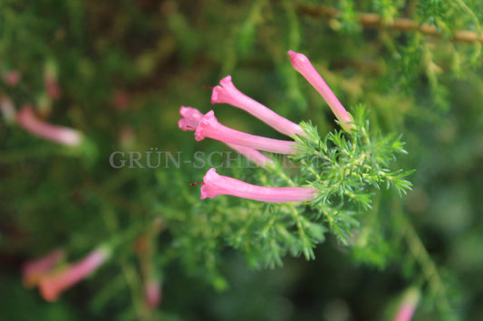 Erica curviflora