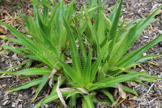 Eryngium monocephalum - Bromelienblättrige Edeldistel