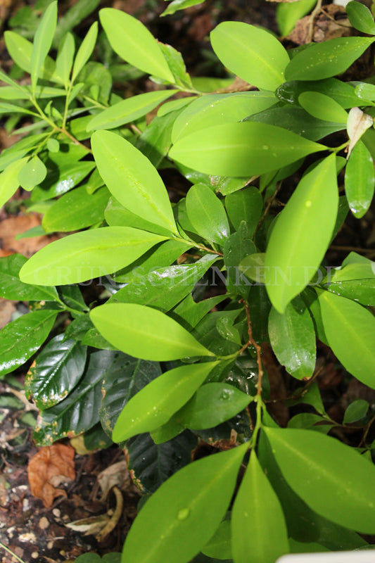 Erythroxylum novogranatense - Kolumbianischer Kokastrauch