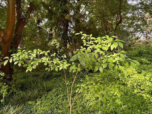 Euonymus hamiltonianus - Himalaya-Spindelstrauch