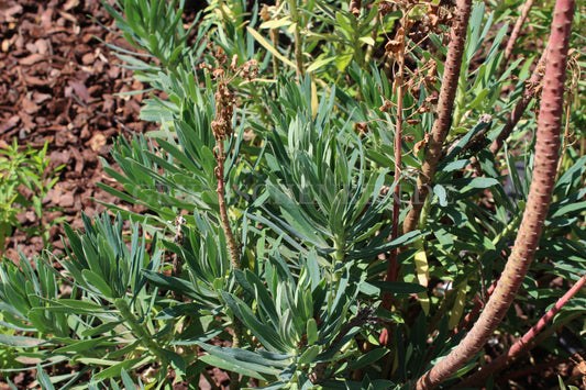 Euphorbia characias - Palisaden Wolfsmilch