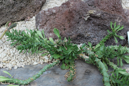 Euphorbia guentheri