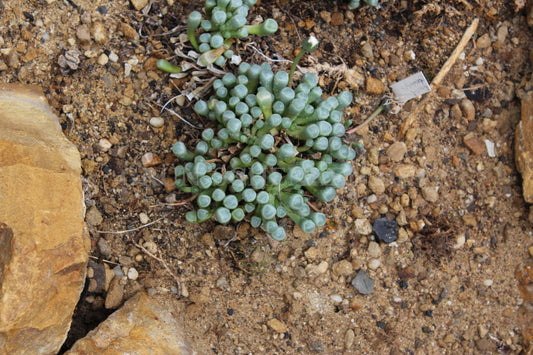 Fenestraria rhopalophylla - Lebende Fensterpflanze