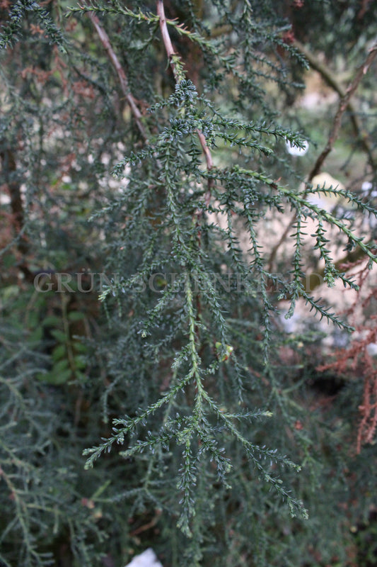Fitzroya cupressoides - Patagonische Zypresse