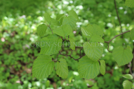 Fothergilla gardenii - Zwerg-Federbuschstrauch