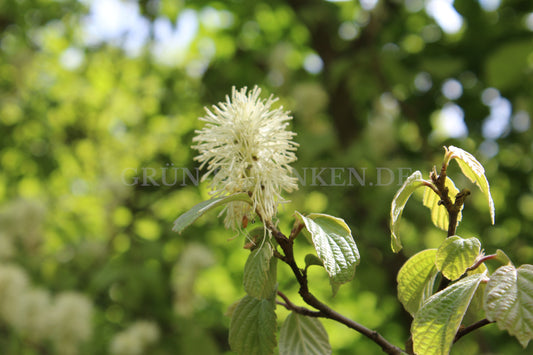 Fothergilla latifolia - Großer Federbuschstrauch