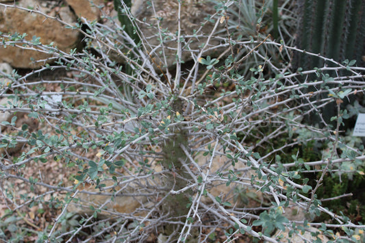 Fouquieria columnaris - Boojum-Baum