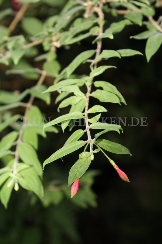 Fuchsia brevilobis