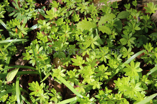 Galium odoratum - Waldmeister