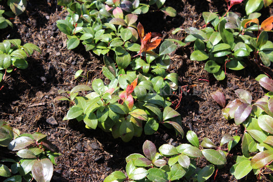 Gaultheria procumbens - Scheinbeere