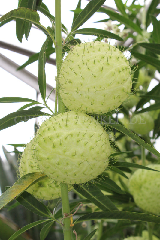 Gomphocarpus physocarpus - Ballonpflanze