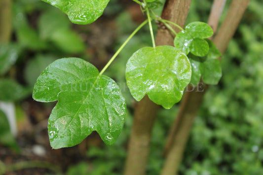 Gossypium darwinii - Galápagos Baumwolle