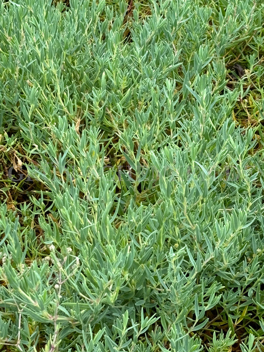 Gypsophila repens - Teppich Schleierkraut