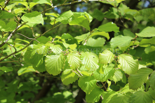 Hamamelis japonica - Japanische Zaubernuss