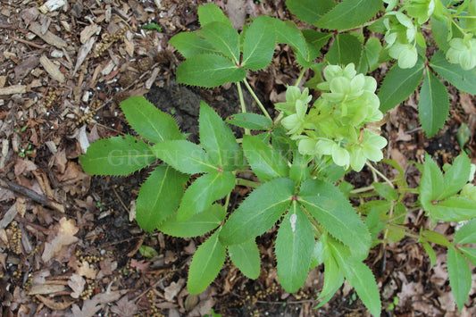 Helleborus argutifolius - Korsische Nieswurz