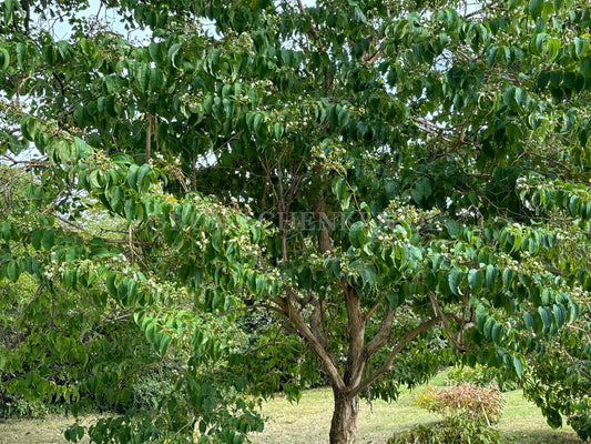 Heptacodium miconioides - Sieben-Söhne-des-Himmels-Strauch