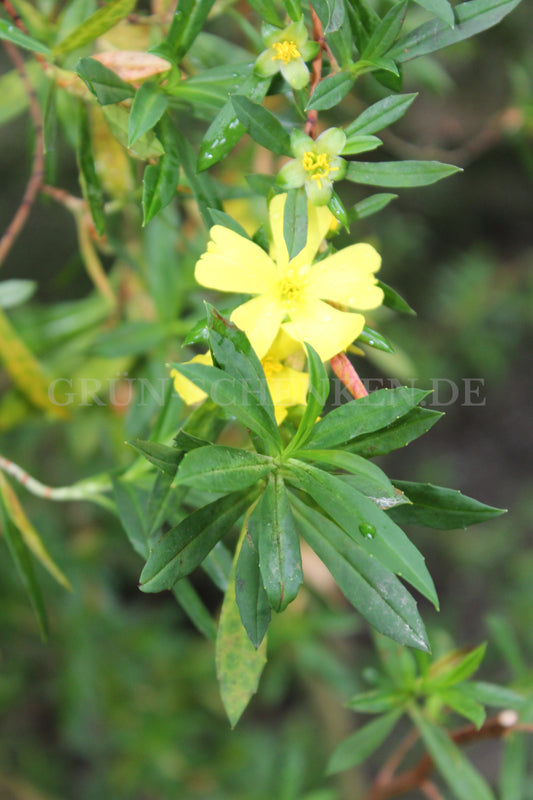 Hibbertia cuneiformis