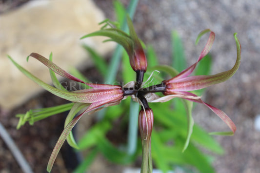 Hippeastrum cybister