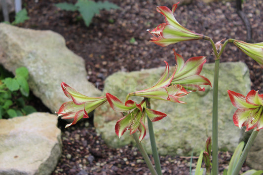 Hippeastrum glaucescens