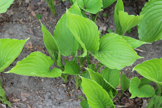 Hosta ventricosa - Glocken-Funkie