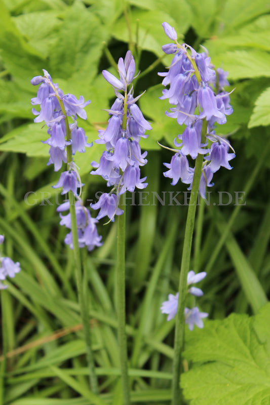 Hyacinthoides non-scripta - Atlantisches Hasenglöckchen