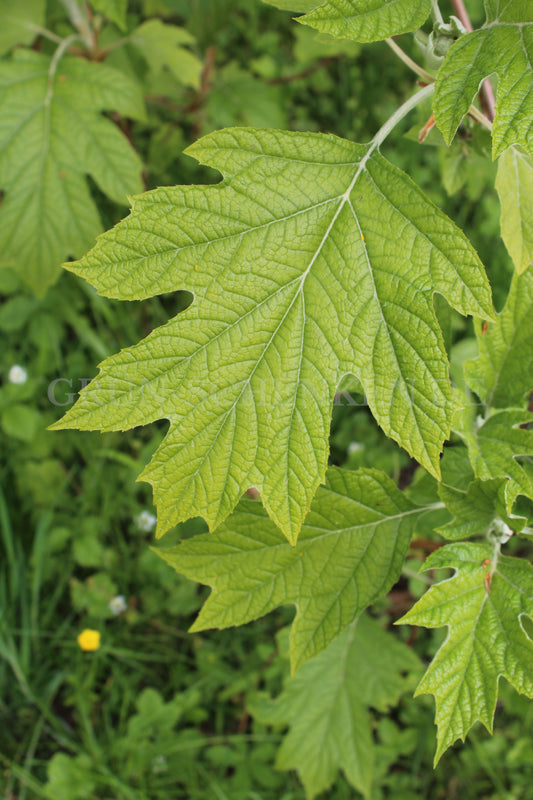 Hydrangea quercifolia - Eichenblättrige Hortensie