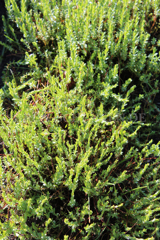 Hypericum polyphyllum - Polster-Johanniskraut