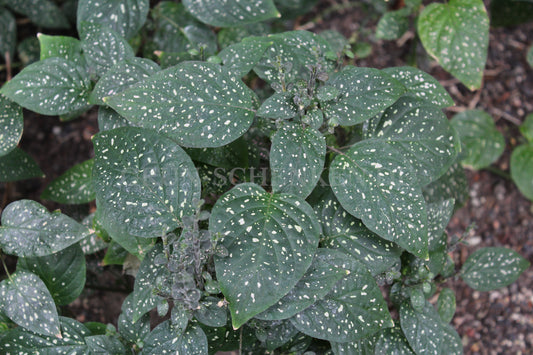 Hypoestes phyllostachya - Pünktchenpflanze