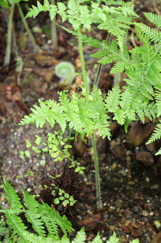 Hypolepis tenuifolia