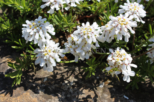 Iberis sempervirens - Immergrüne Schleifenblume