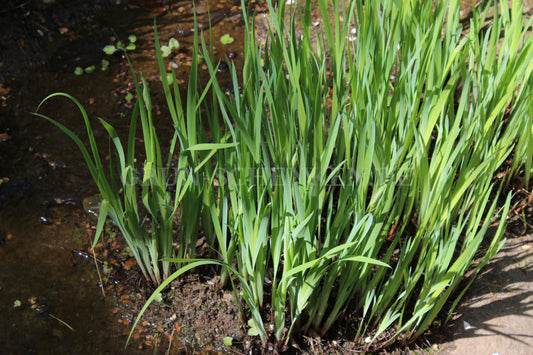 Iris chrysographes - Goldstreifen-Schwertlilie