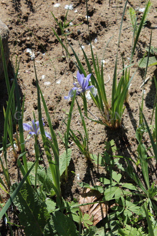 Iris lactea