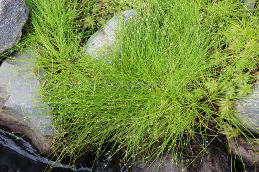 Isolepis cernua - Moorbinse