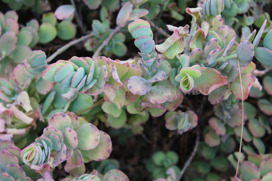 Kalanchoe marnieriana