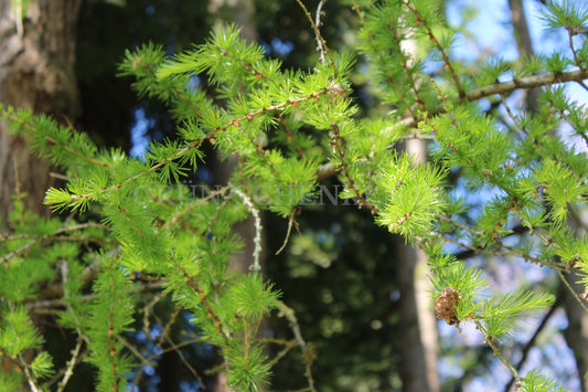 Larix decidua - Europäische Lärche