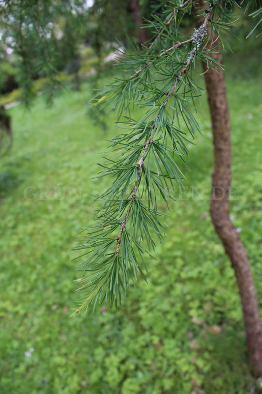 Larix sibirica - Sibirische Lärche